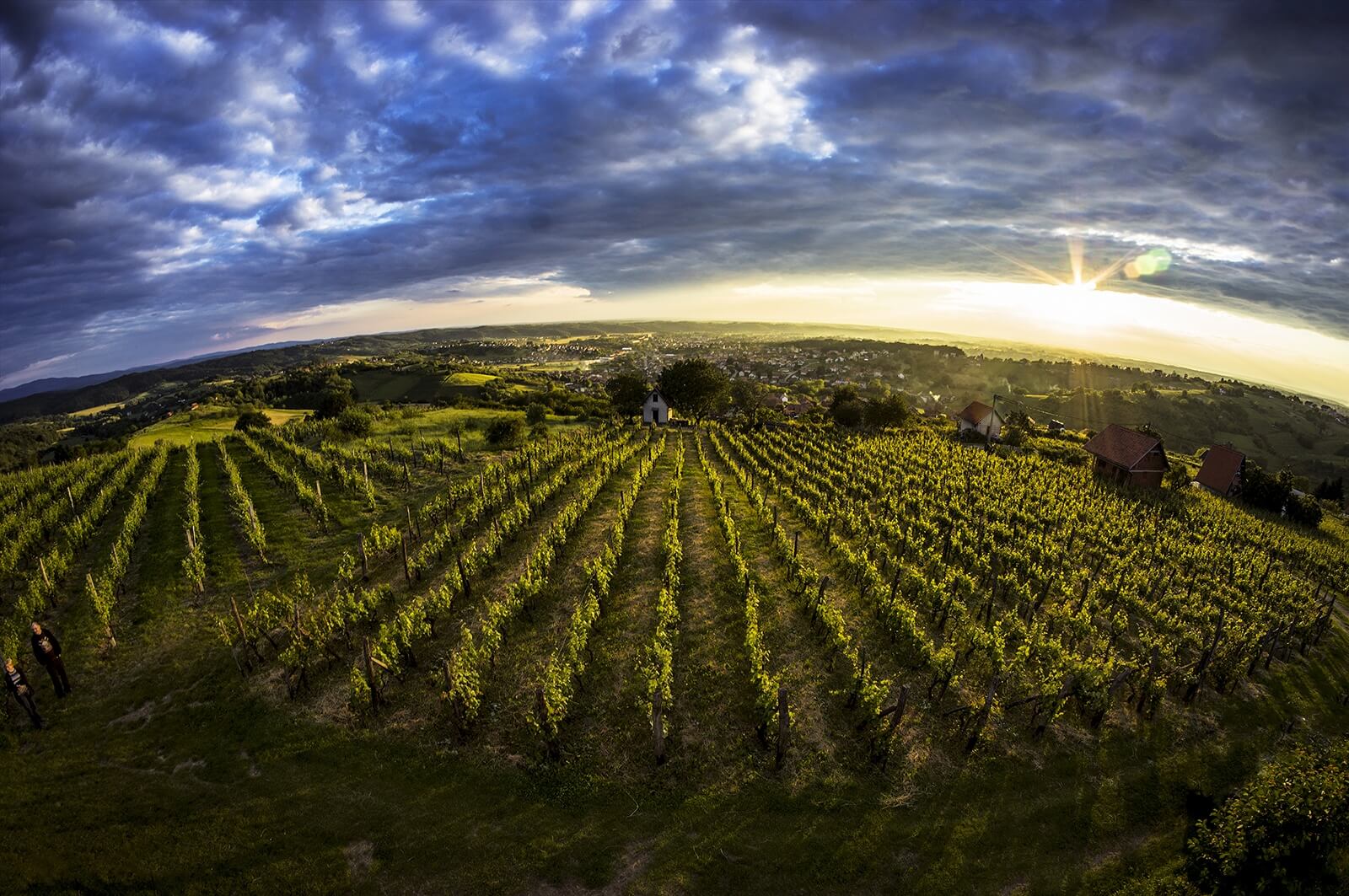 Daruvarska vinska cesta 