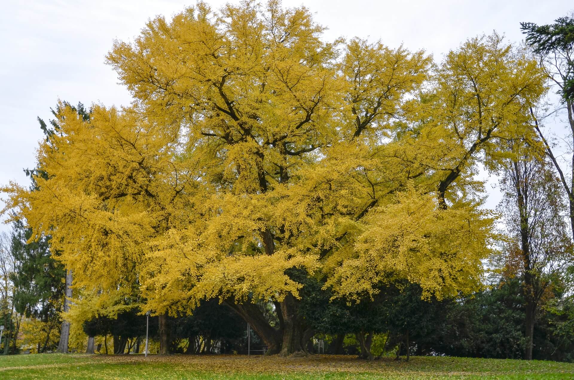 Ginkgo biloba